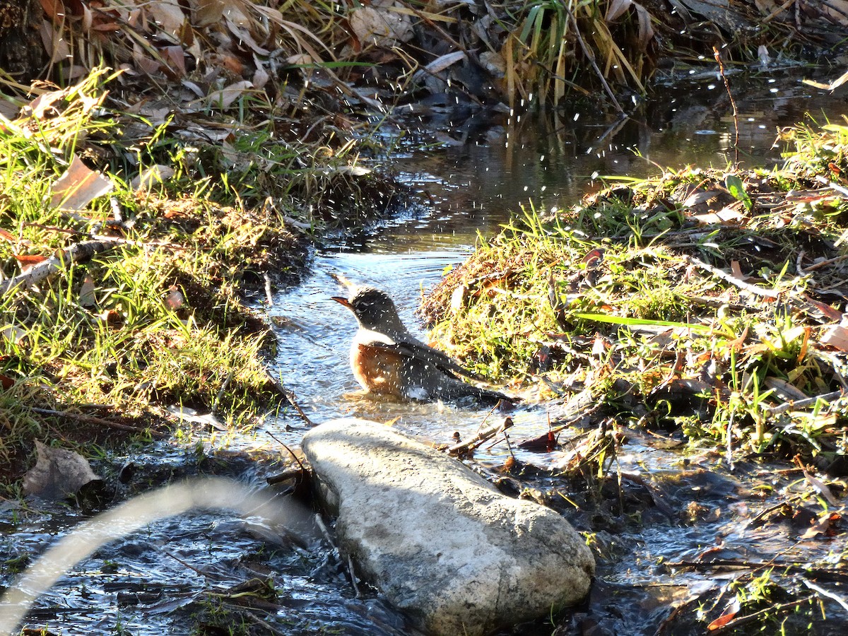 American Robin - ML646979593