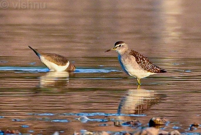 Piro piro boschereccio - ML646979594