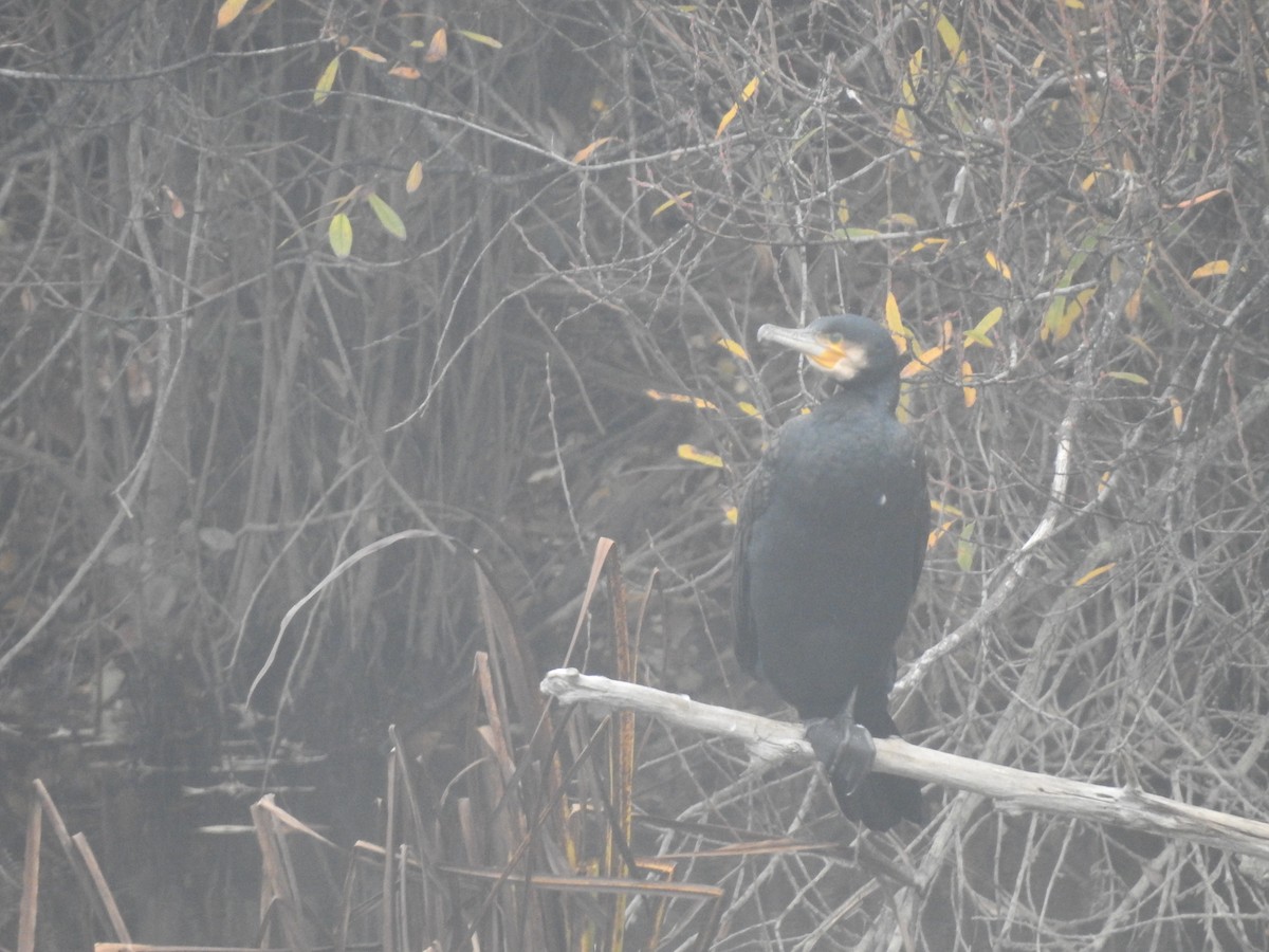 storskarv - ML646979596