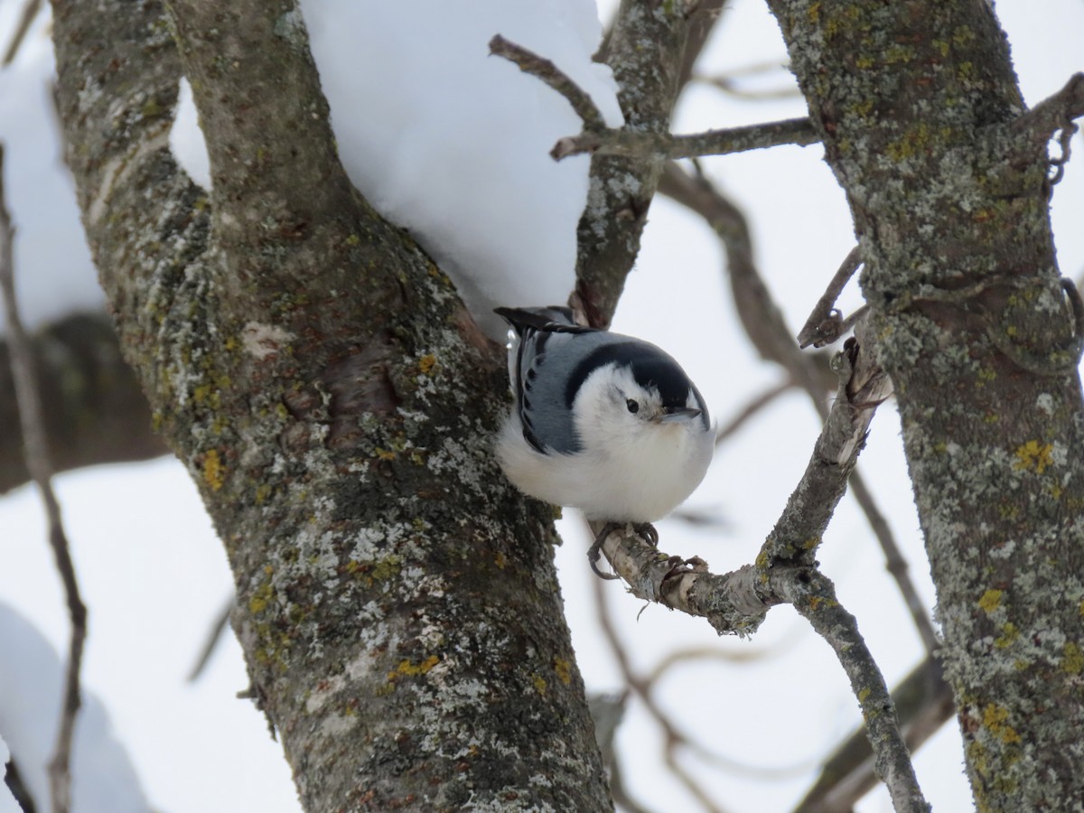Sittelle à poitrine blanche - ML646979602