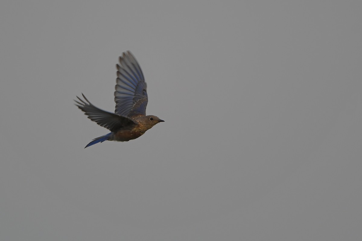 salašník západní - ML646979607