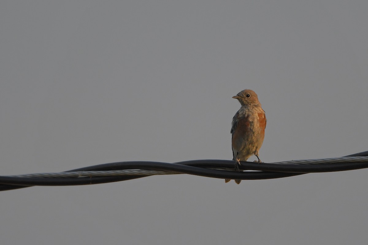 salašník západní - ML646979608