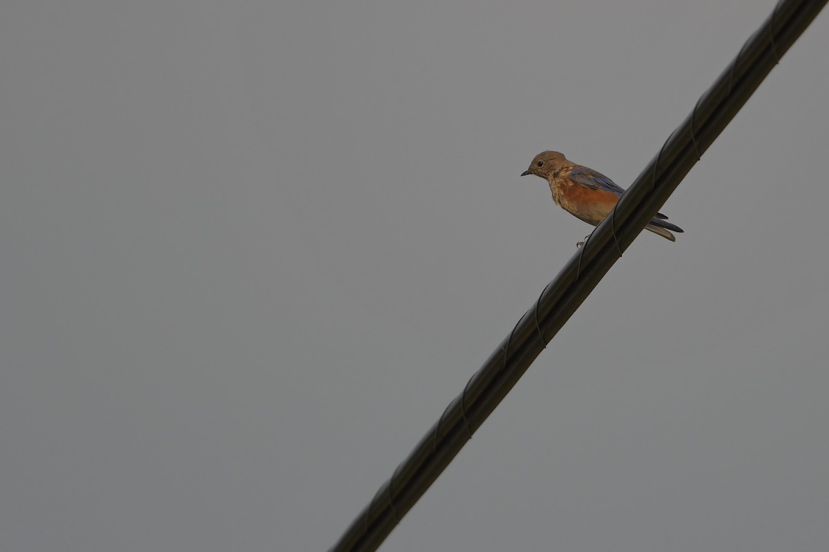 salašník západní - ML646979609