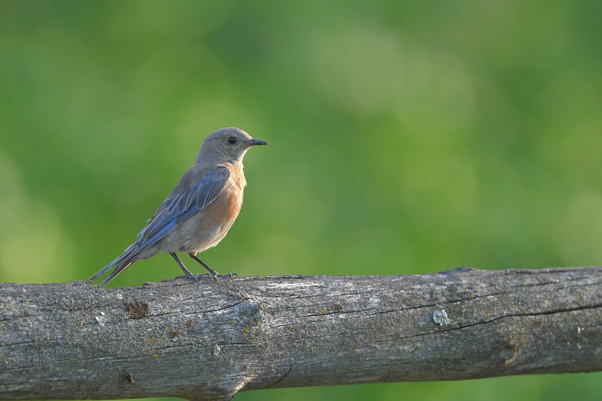 salašník západní - ML646979610