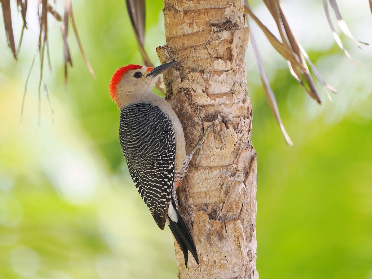 Carpintero Frentidorado - ML646979613