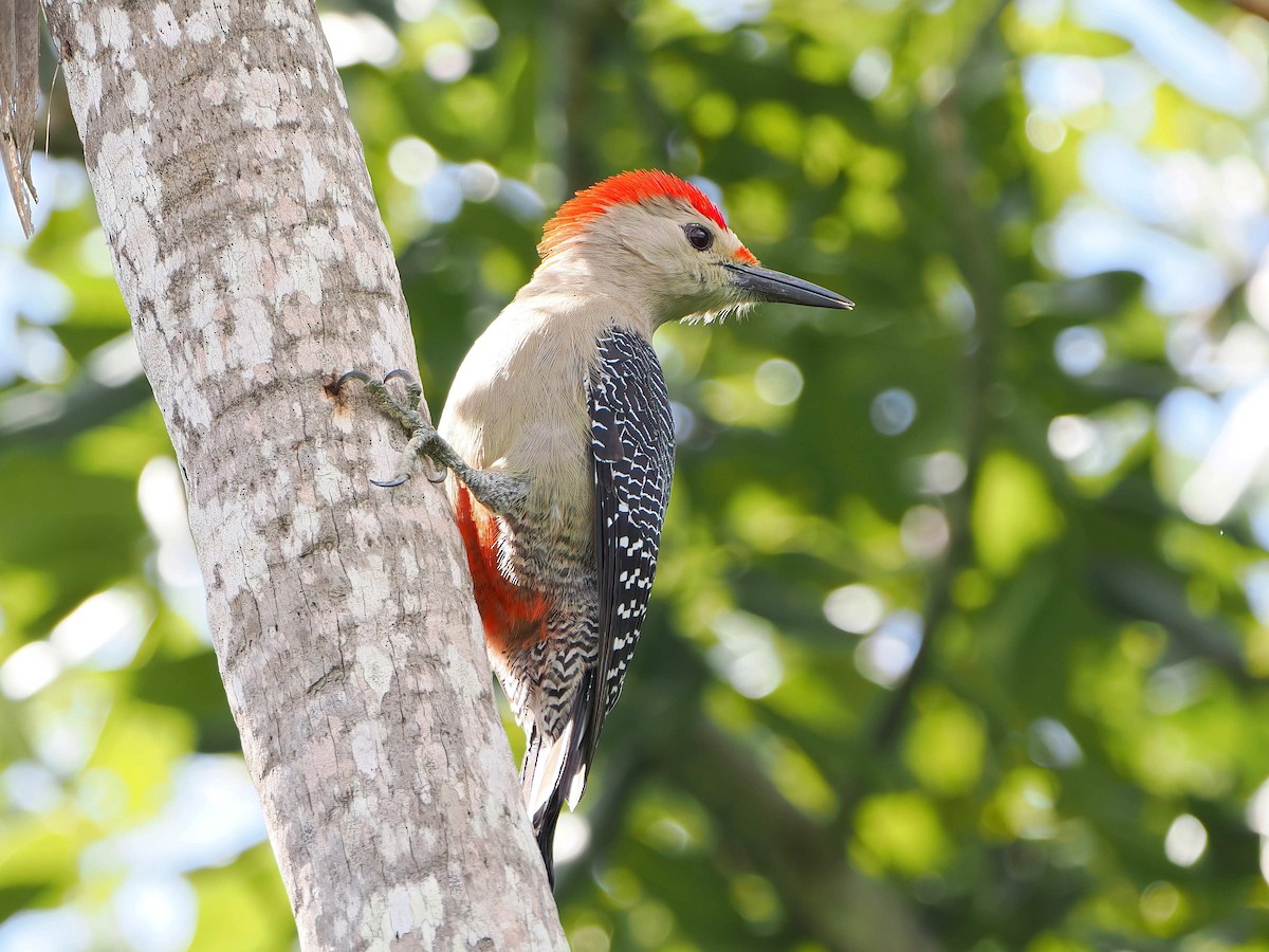 Carpintero Frentidorado - ML646979614