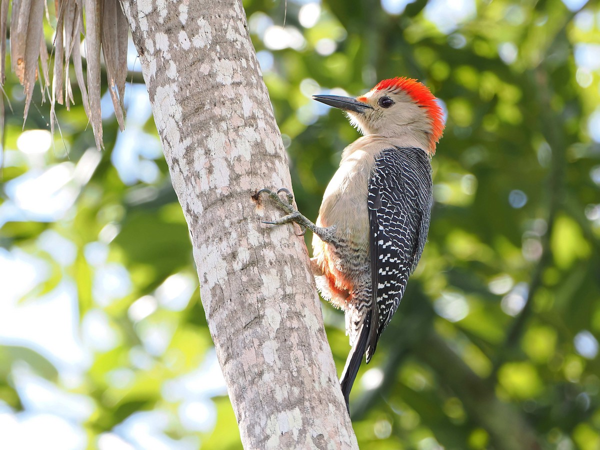 Carpintero Frentidorado - ML646979615