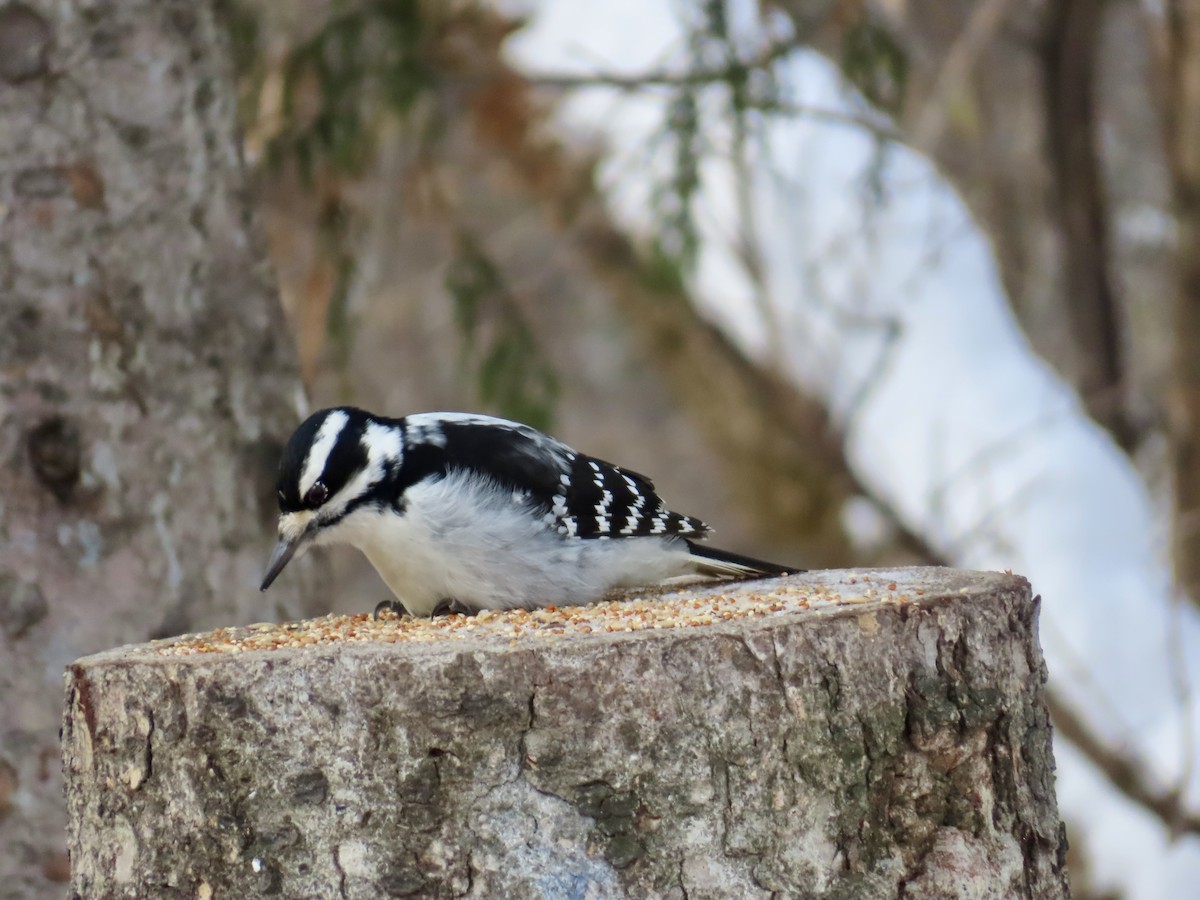 Hairy Woodpecker - ML646979616