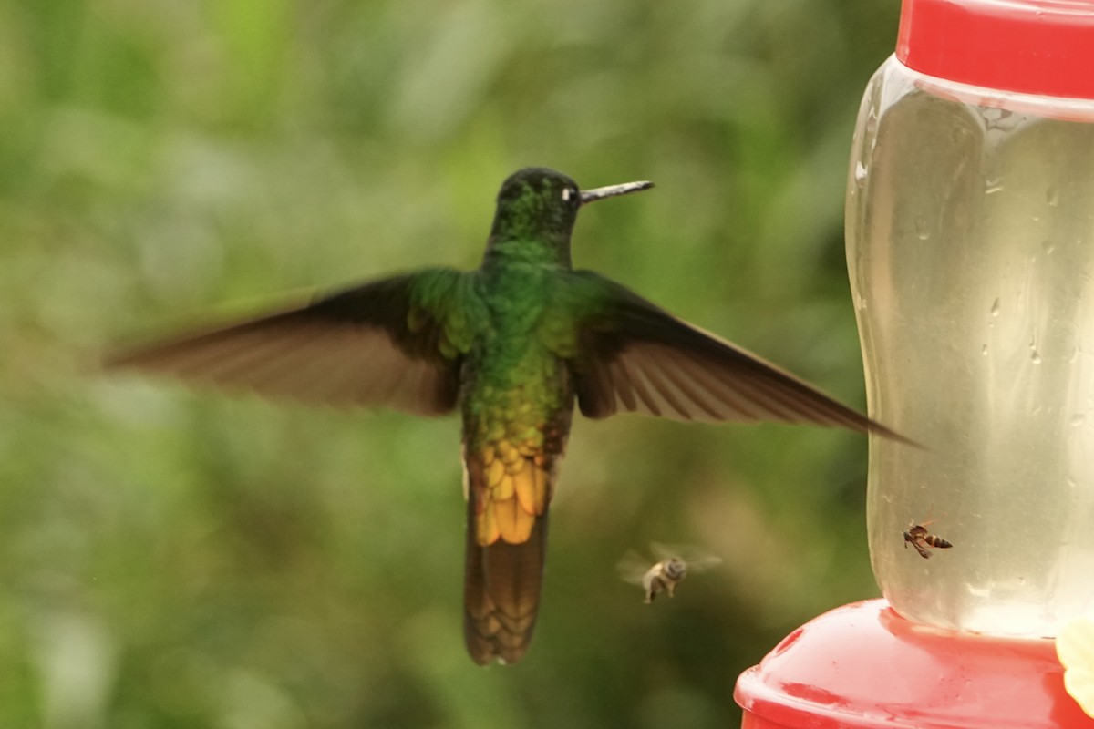 Golden-bellied Starfrontlet - ML646979622