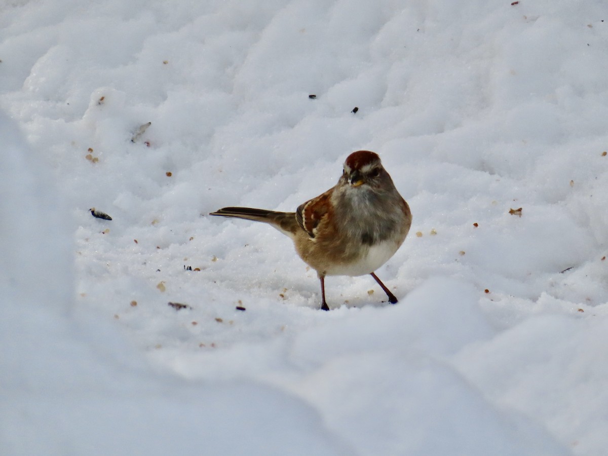 American Tree Sparrow - ML646979623