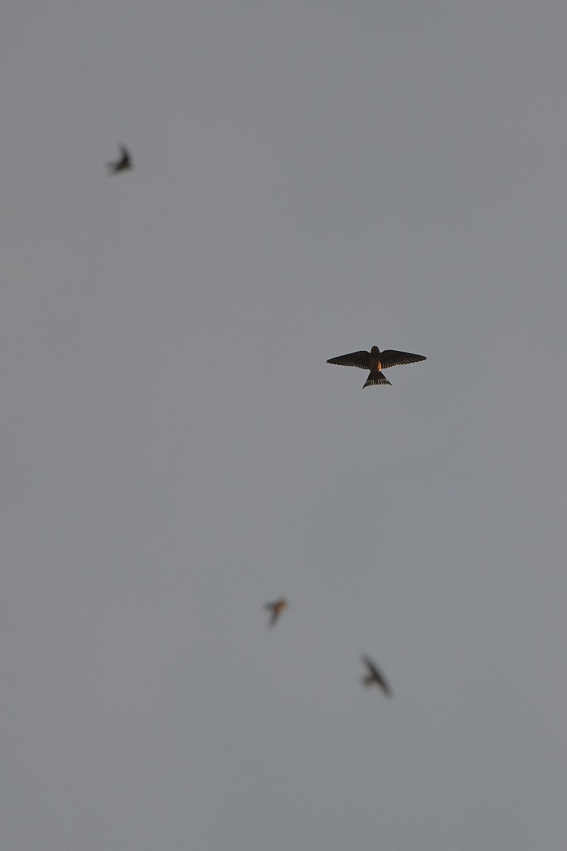 låvesvale - ML646979628