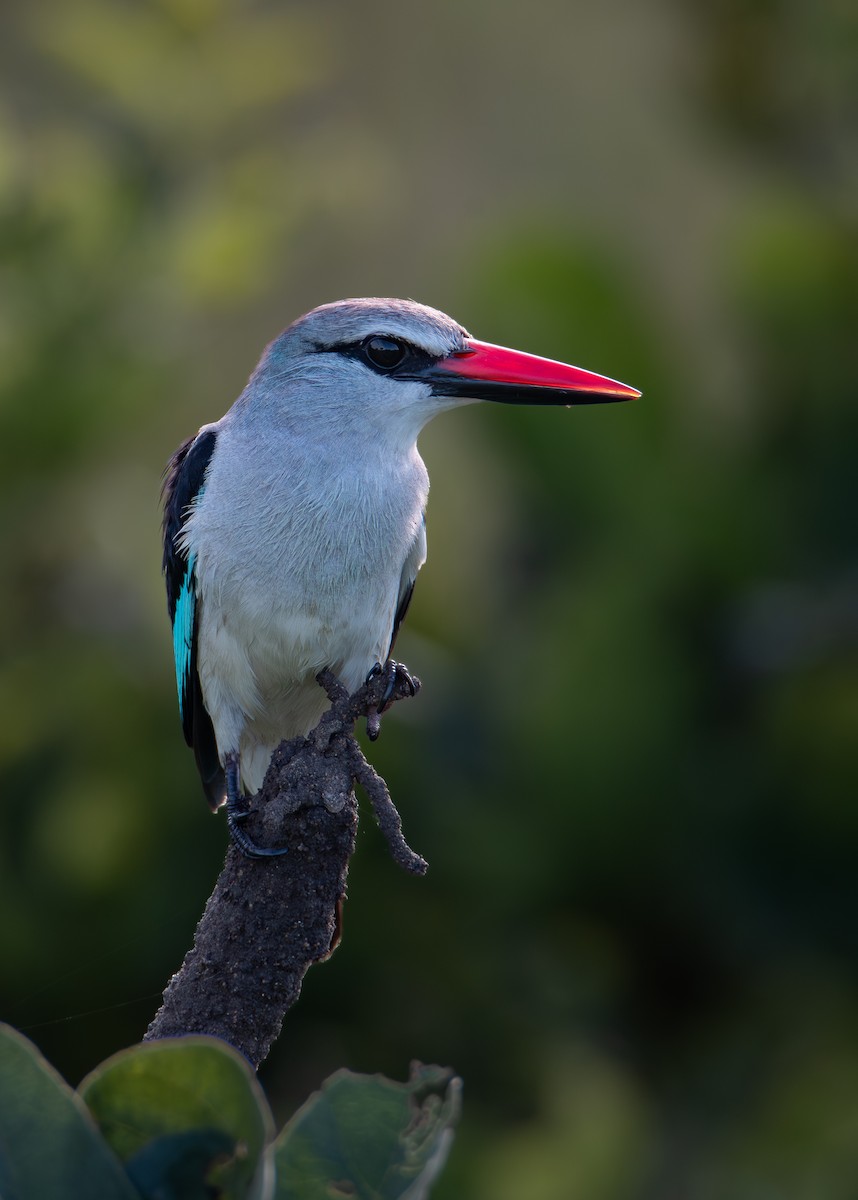 セネガルショウビン - ML646979635