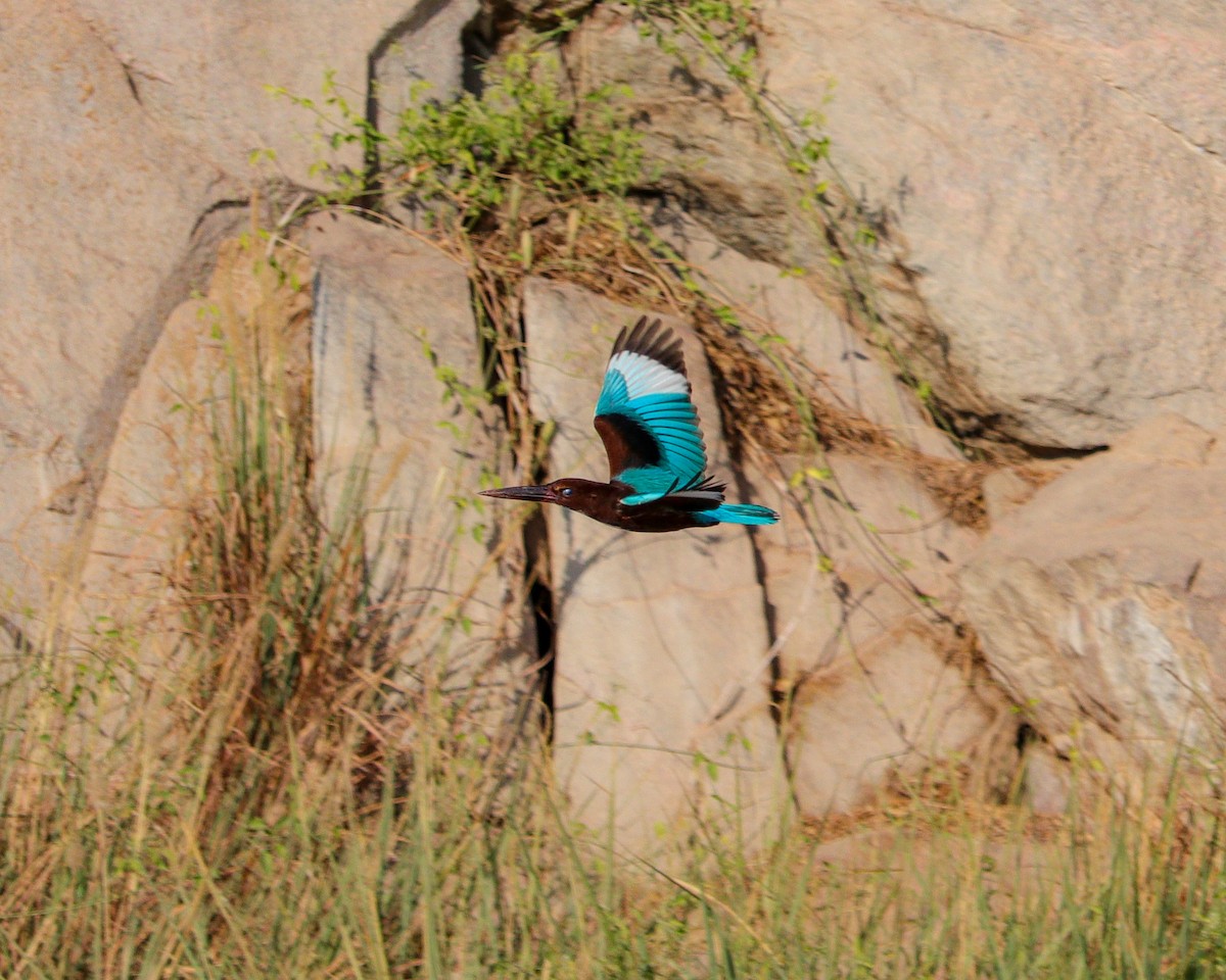 שלדג לבן-חזה - ML646979636