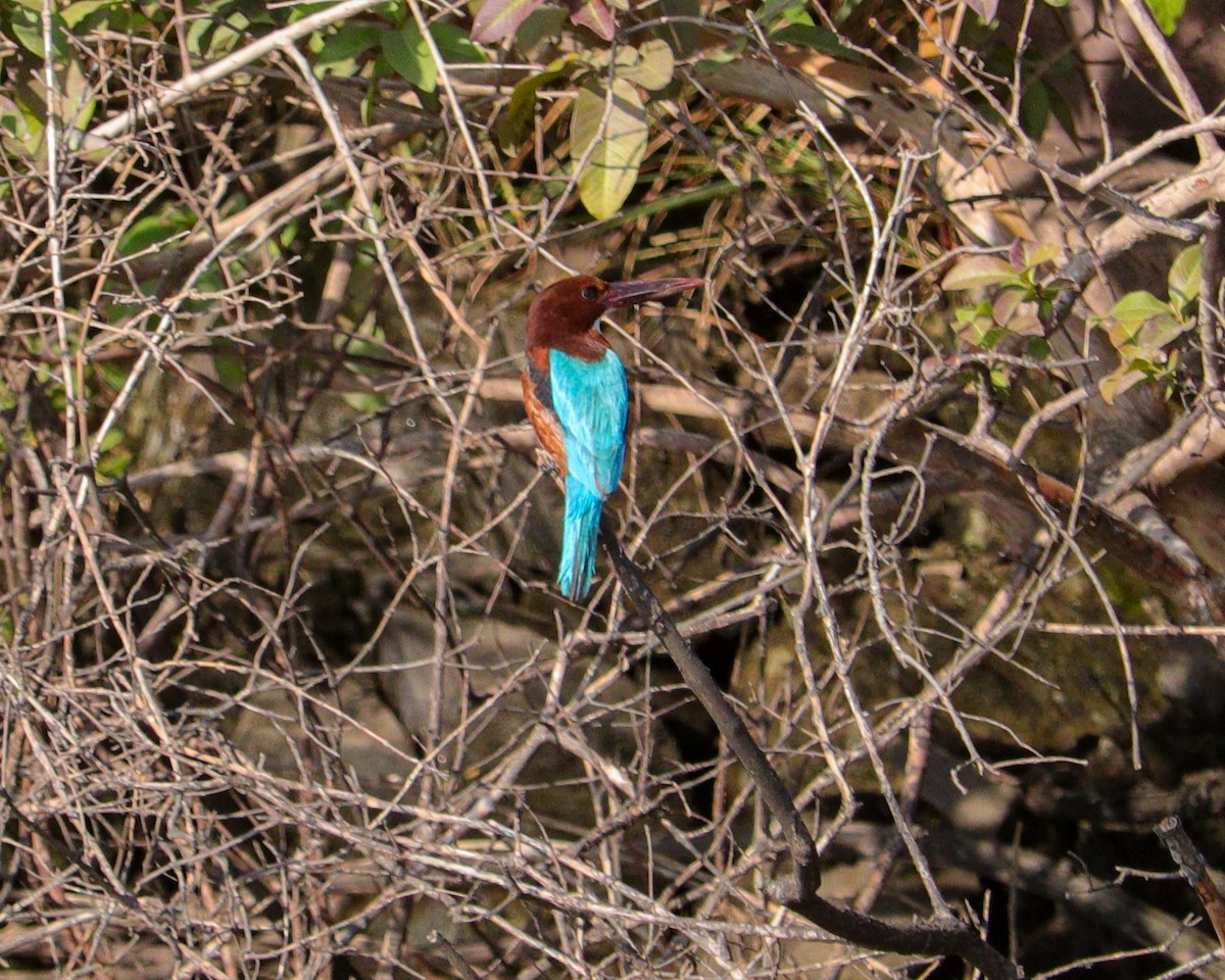 שלדג לבן-חזה - ML646979637
