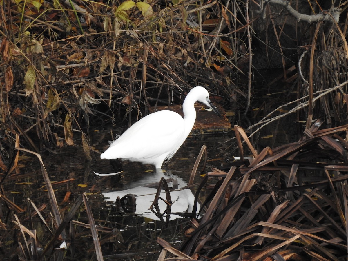 Хурган дэглий - ML646979638