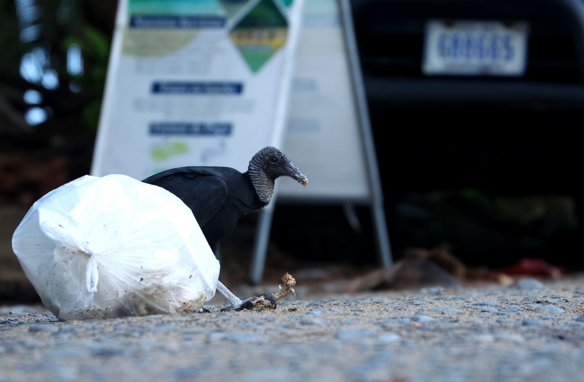 Urubu noir - ML646979641