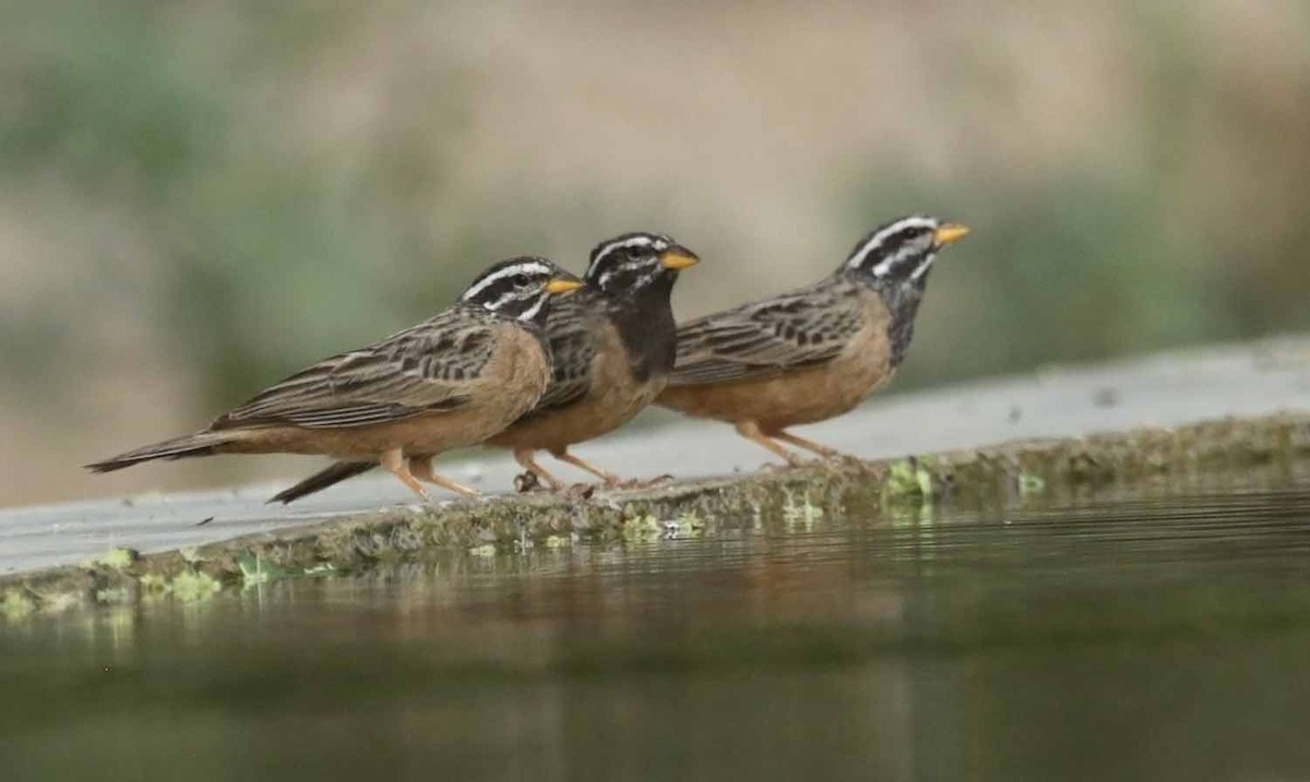 Каштановая овсянка - ML646979643