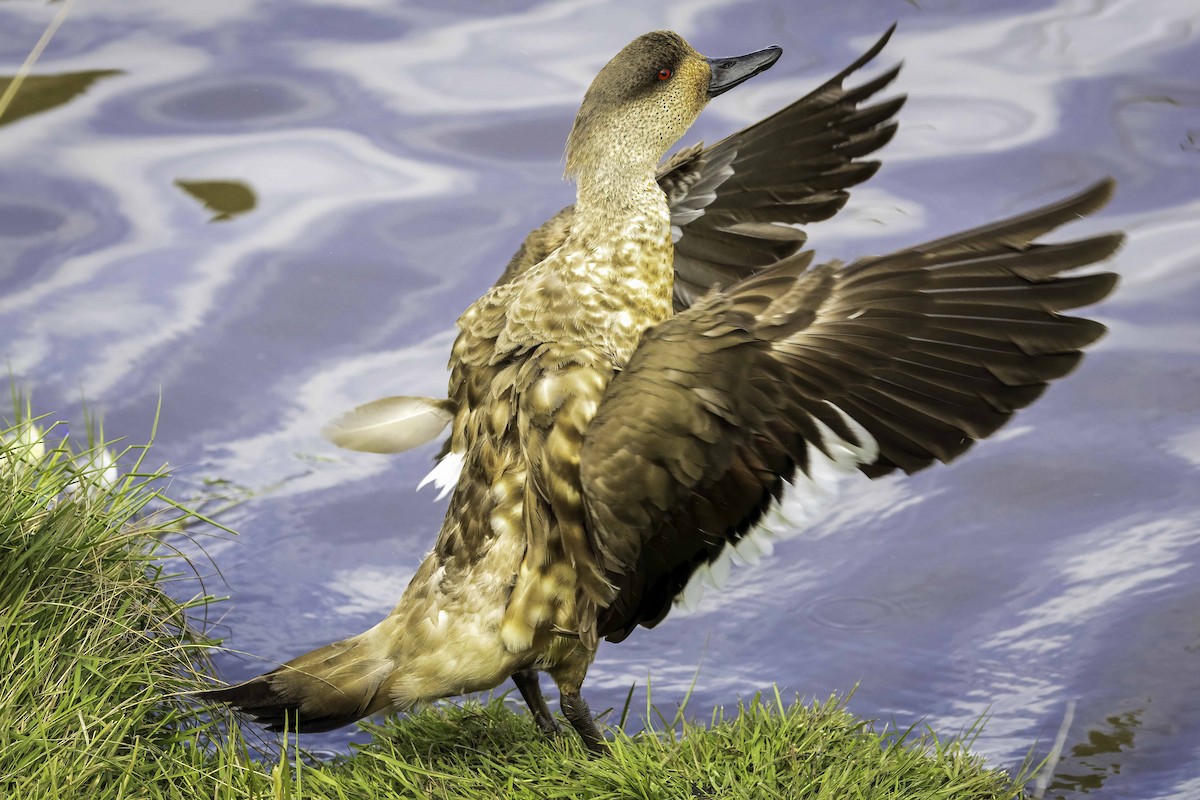 Ahate mottoduna - ML646979644