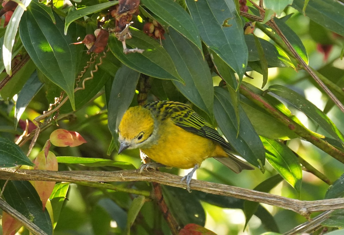 Silver-throated Tanager - ML646979646
