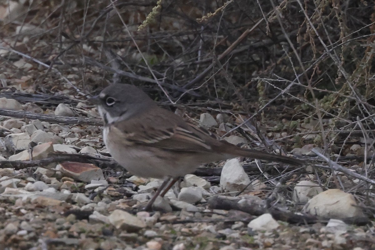Bell's Sparrow - ML646979655