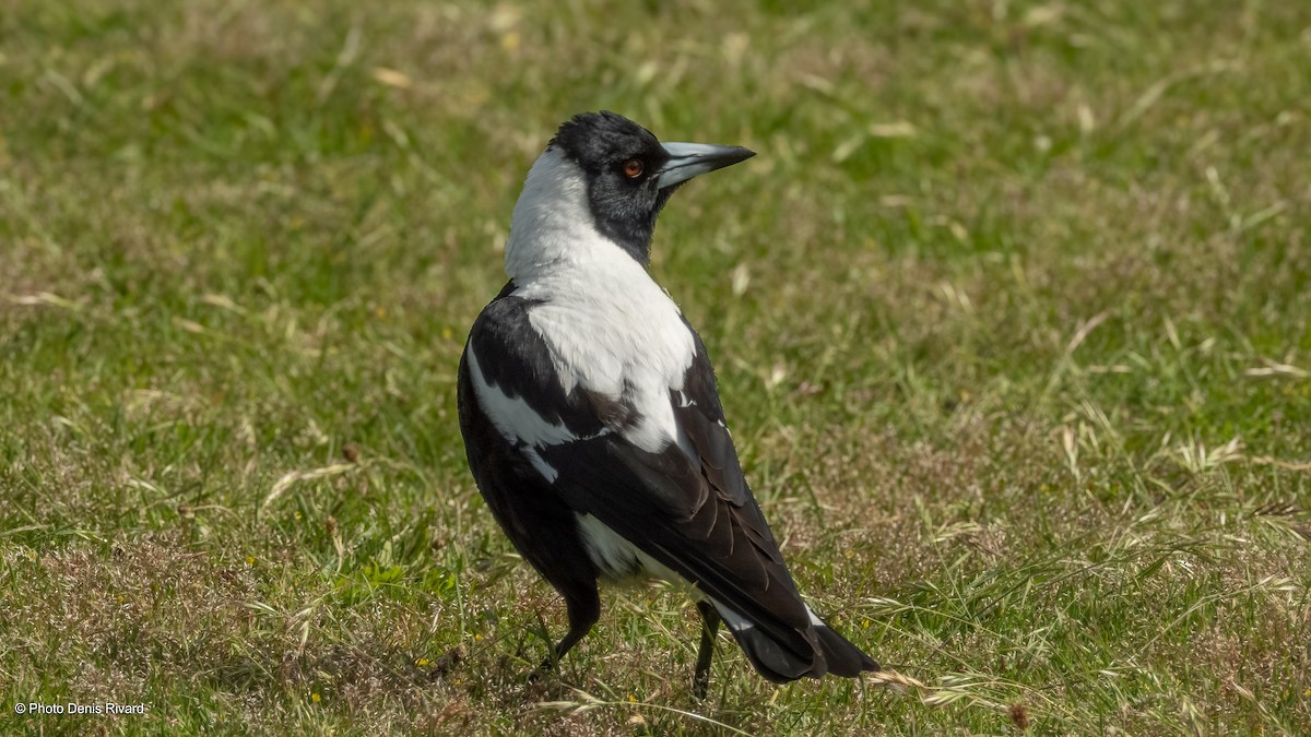 Australian Magpie - ML646979660