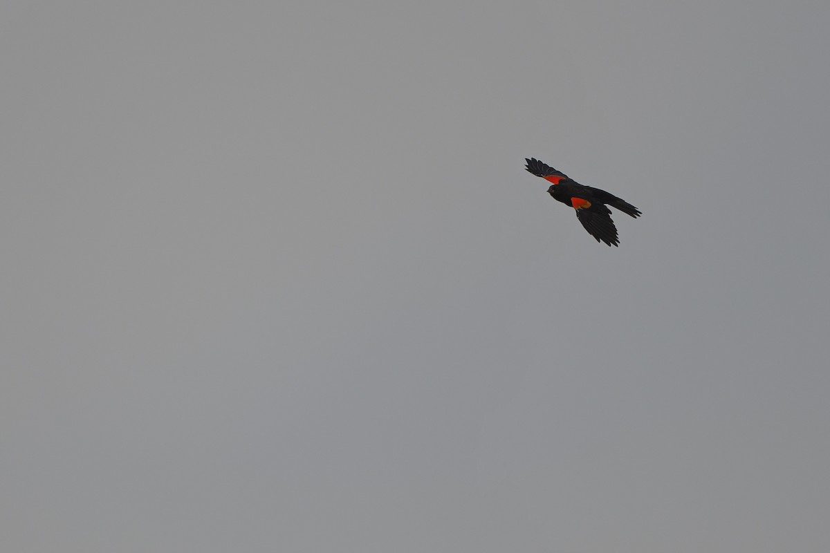 rødvingetrupial - ML646979661