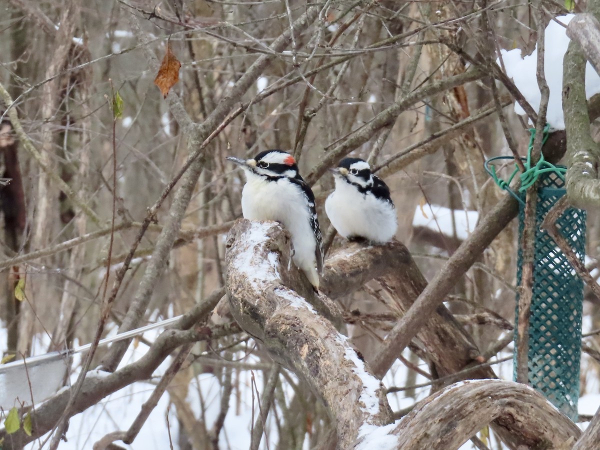 Hairy Woodpecker - ML646979665