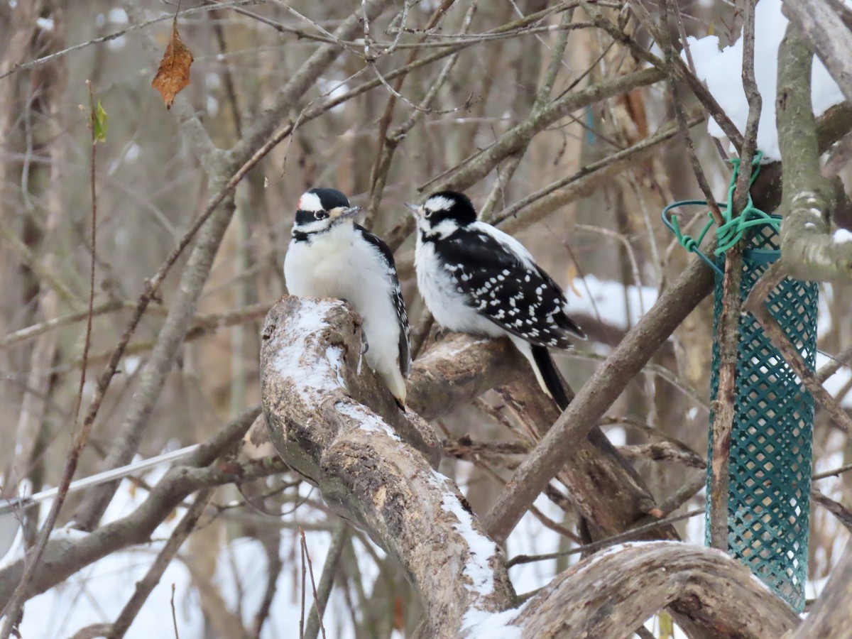 Hairy Woodpecker - ML646979666