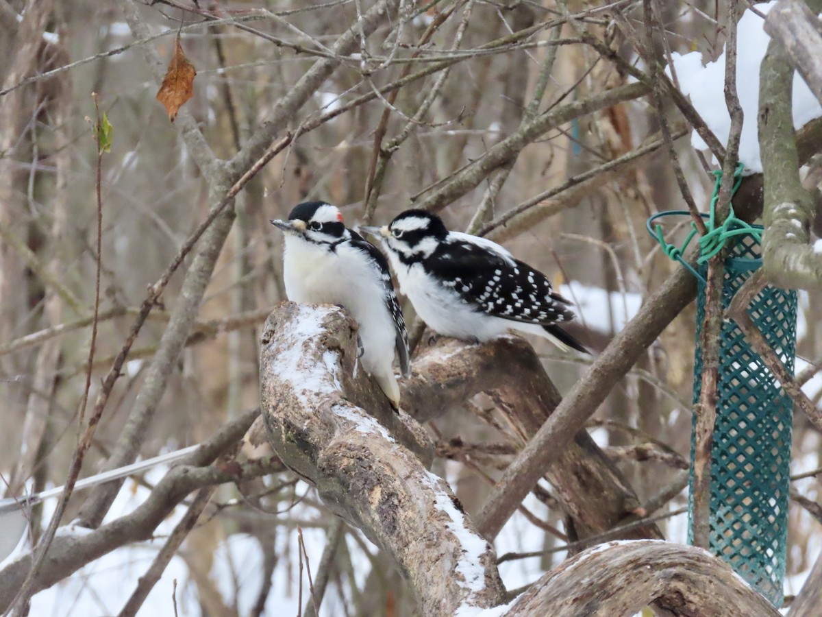 Hairy Woodpecker - ML646979667
