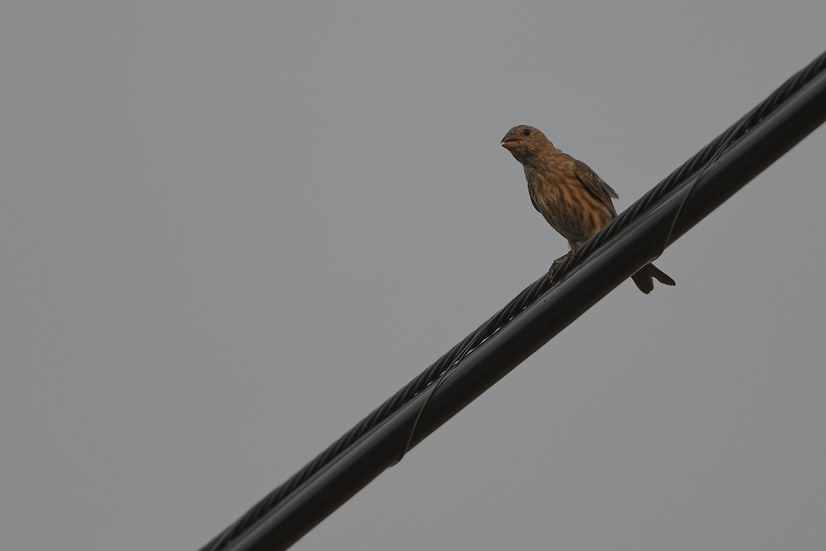 husrosenfink - ML646979669