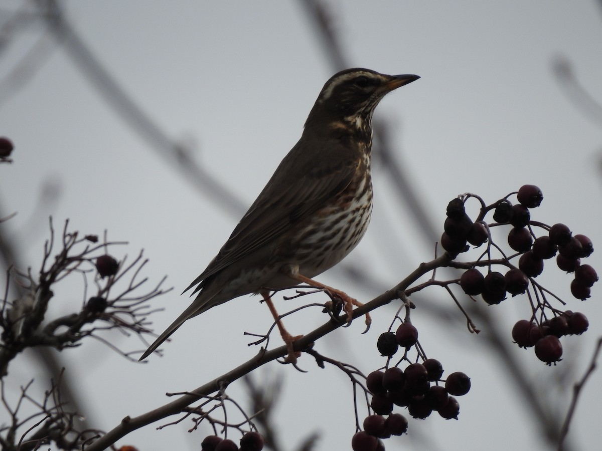 Цагаан хөмсөгт хөөндэй - ML646979670