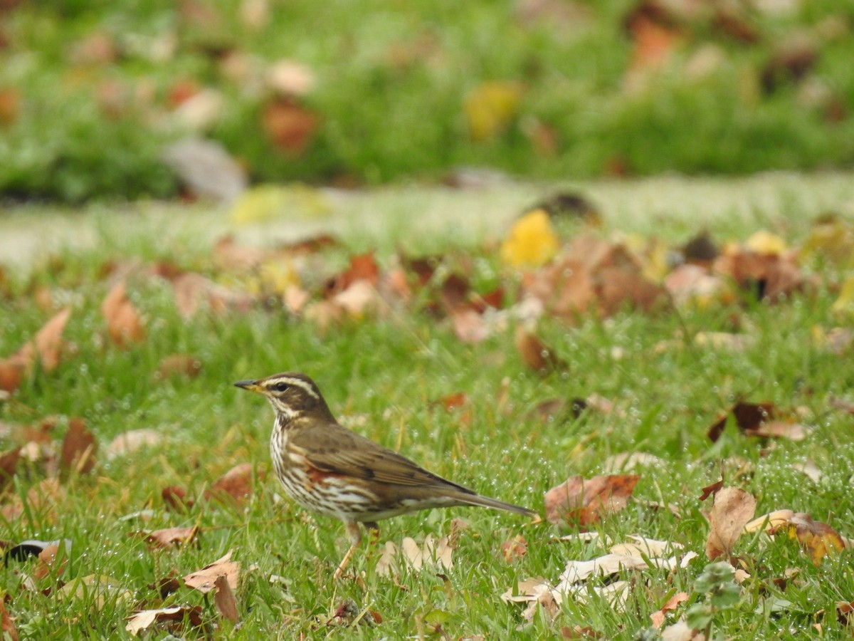Цагаан хөмсөгт хөөндэй - ML646979671