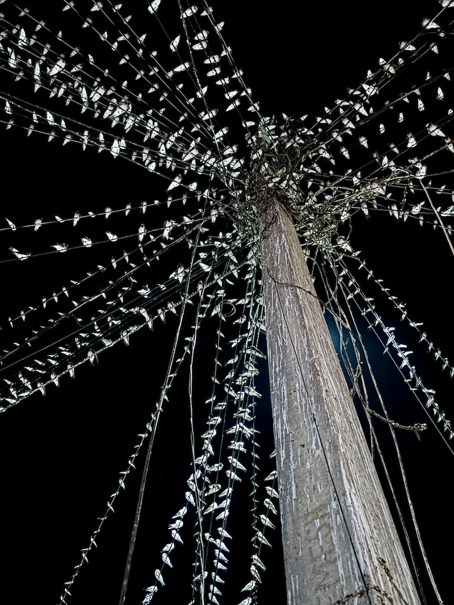 Northern Rough-winged Swallow - ML646979673