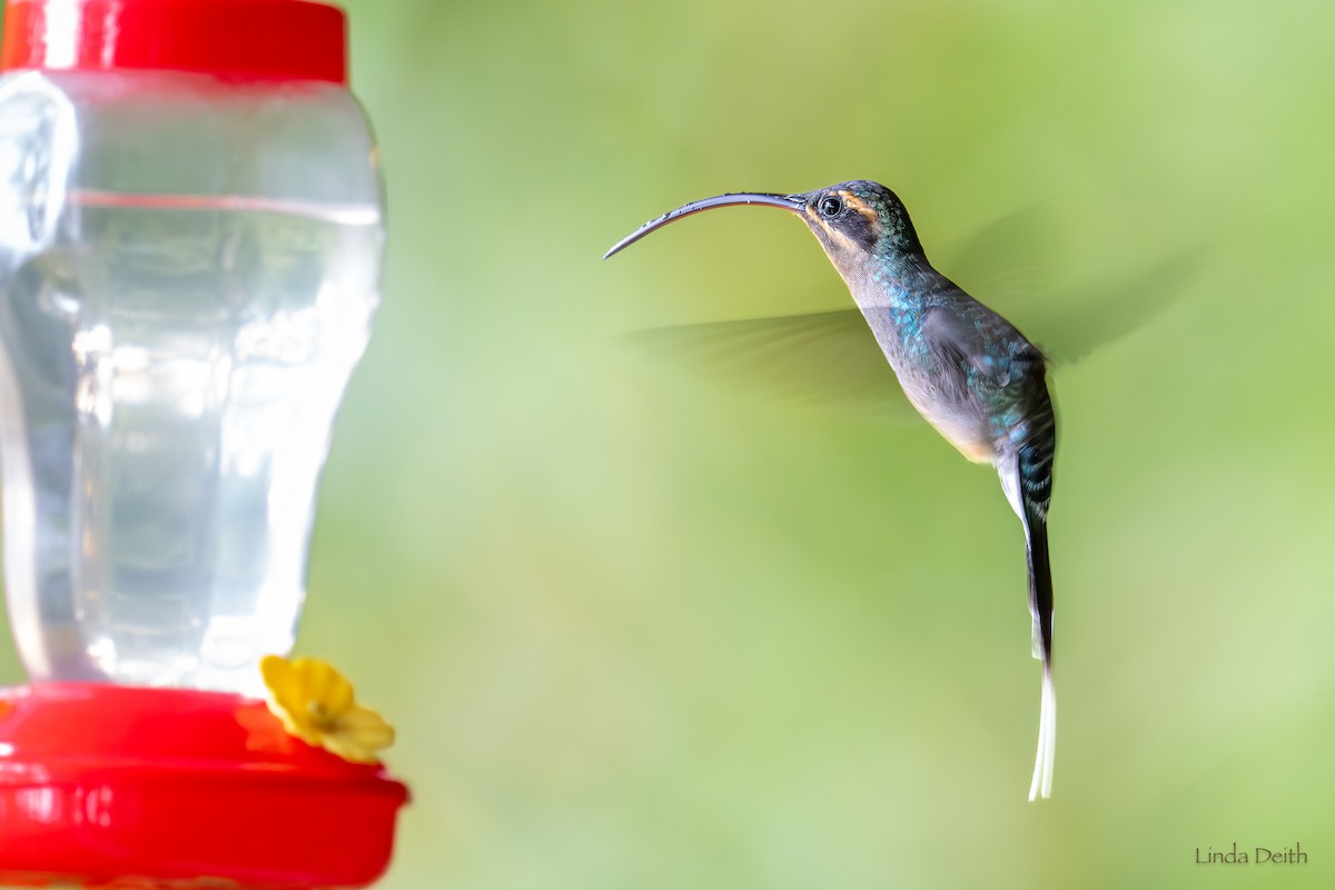 Green Hermit - ML646979674