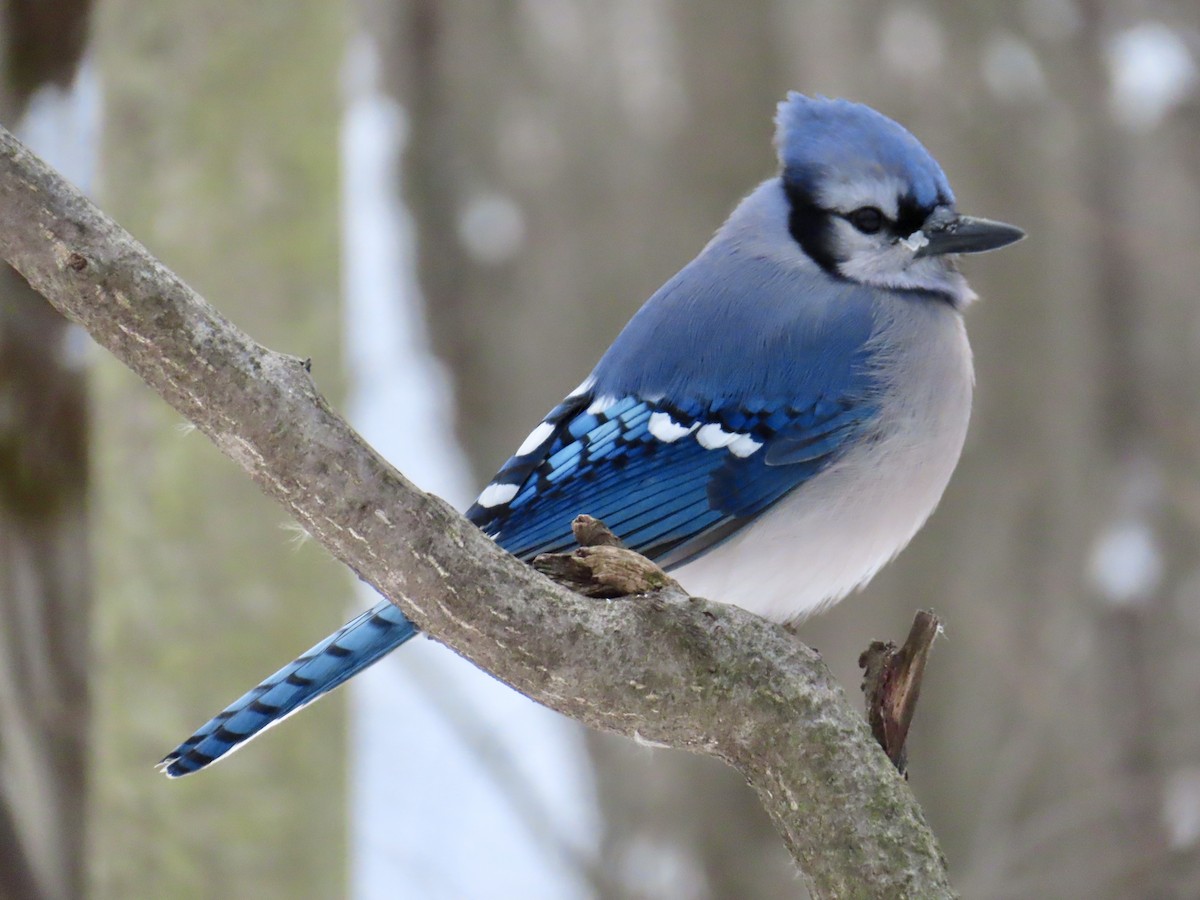 Blue Jay - ML646979676