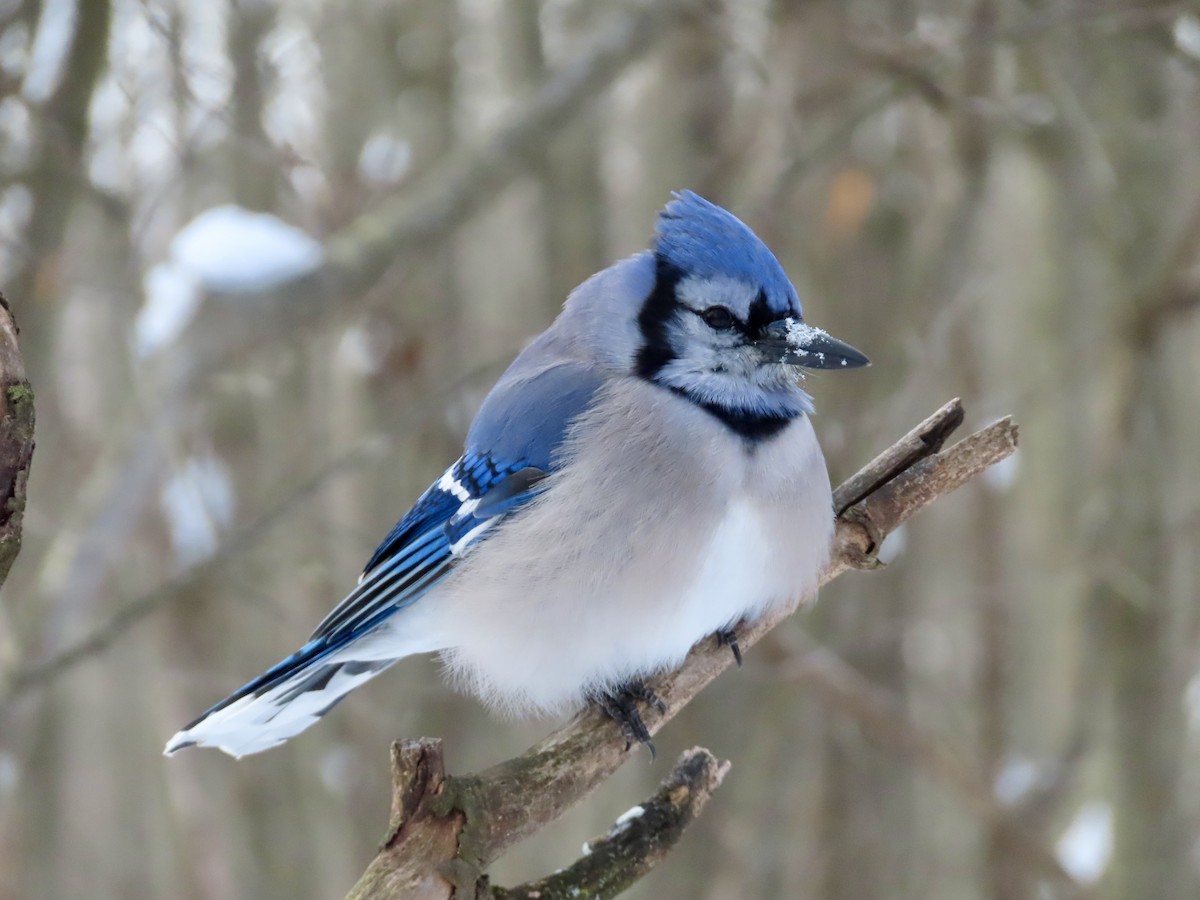 Blue Jay - ML646979677