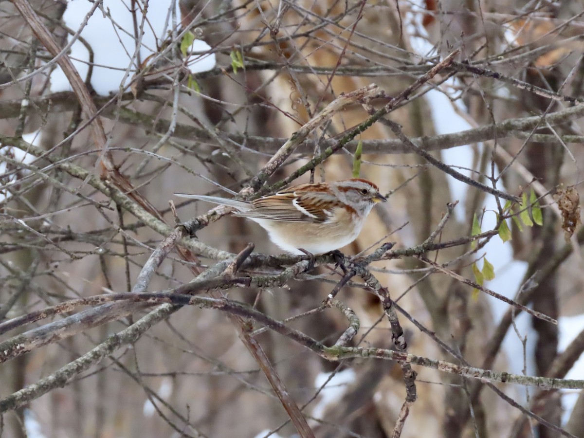 American Tree Sparrow - ML646979687