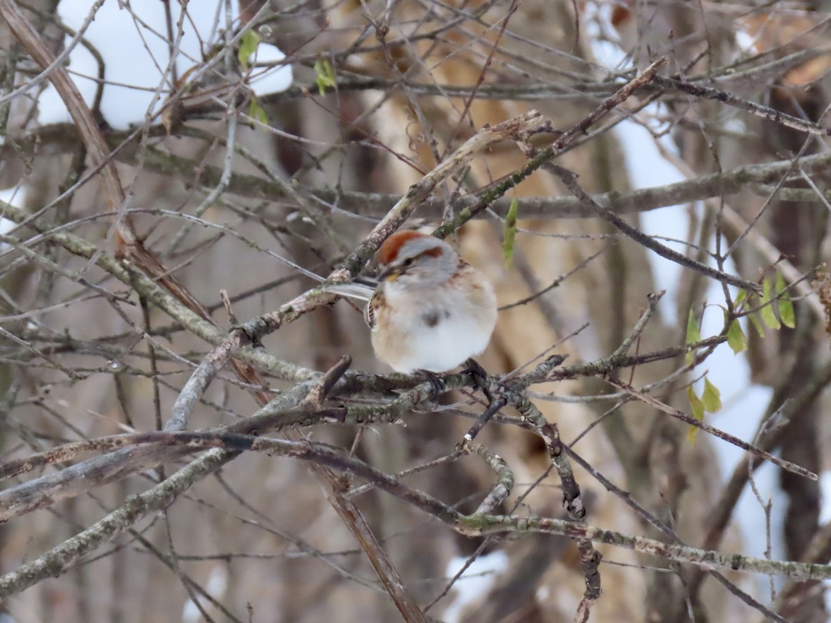 American Tree Sparrow - ML646979688