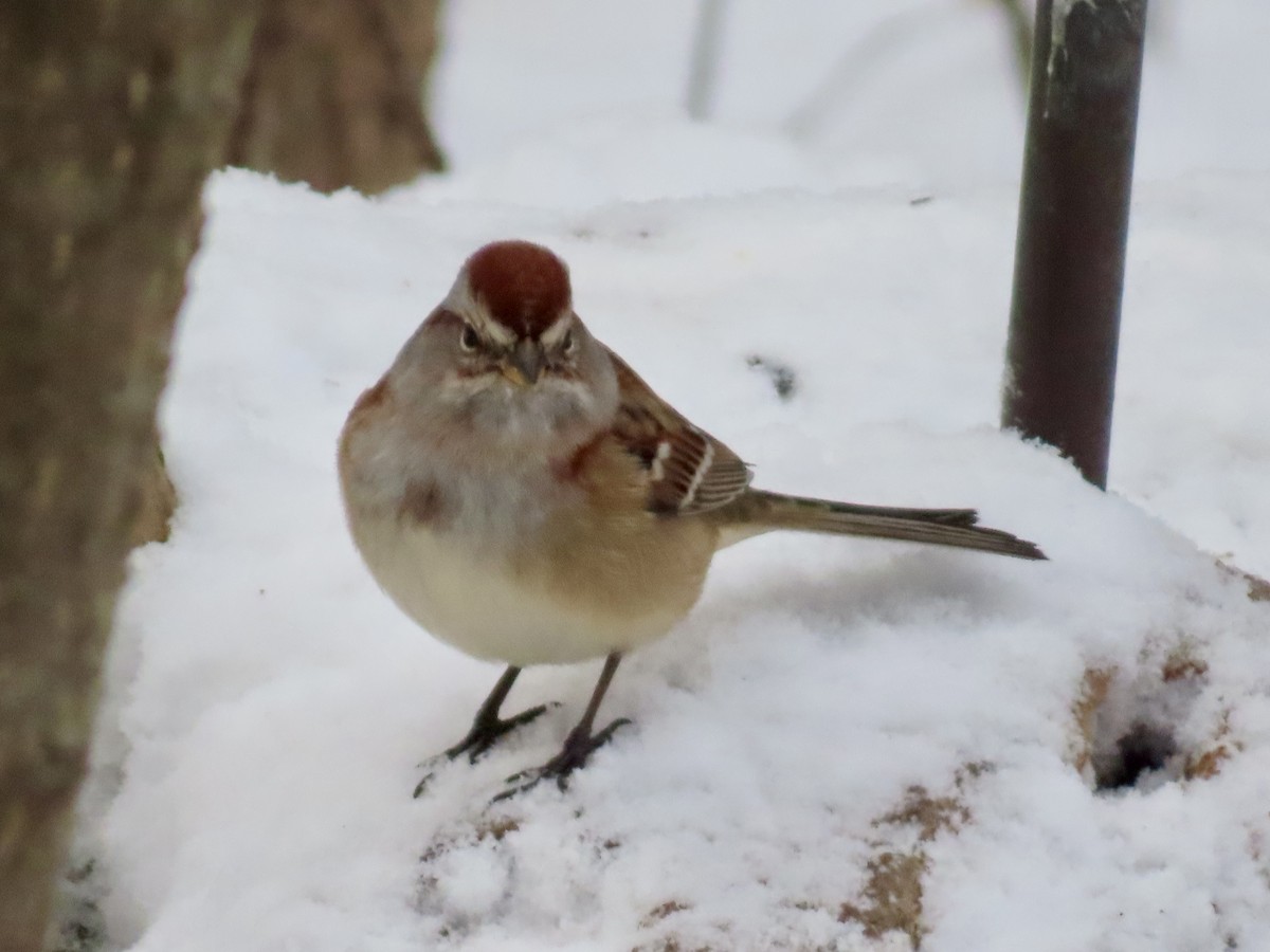 American Tree Sparrow - ML646979689