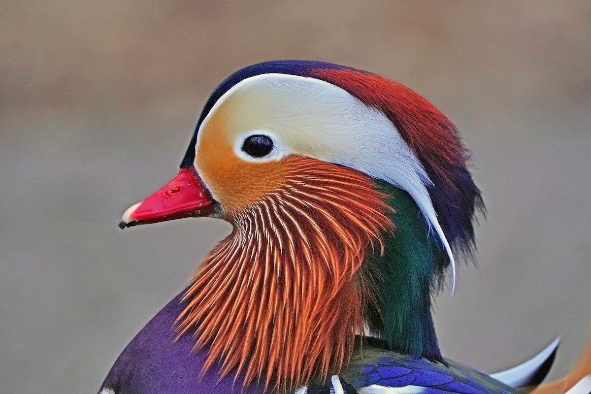 Мандаринка - ML646979690