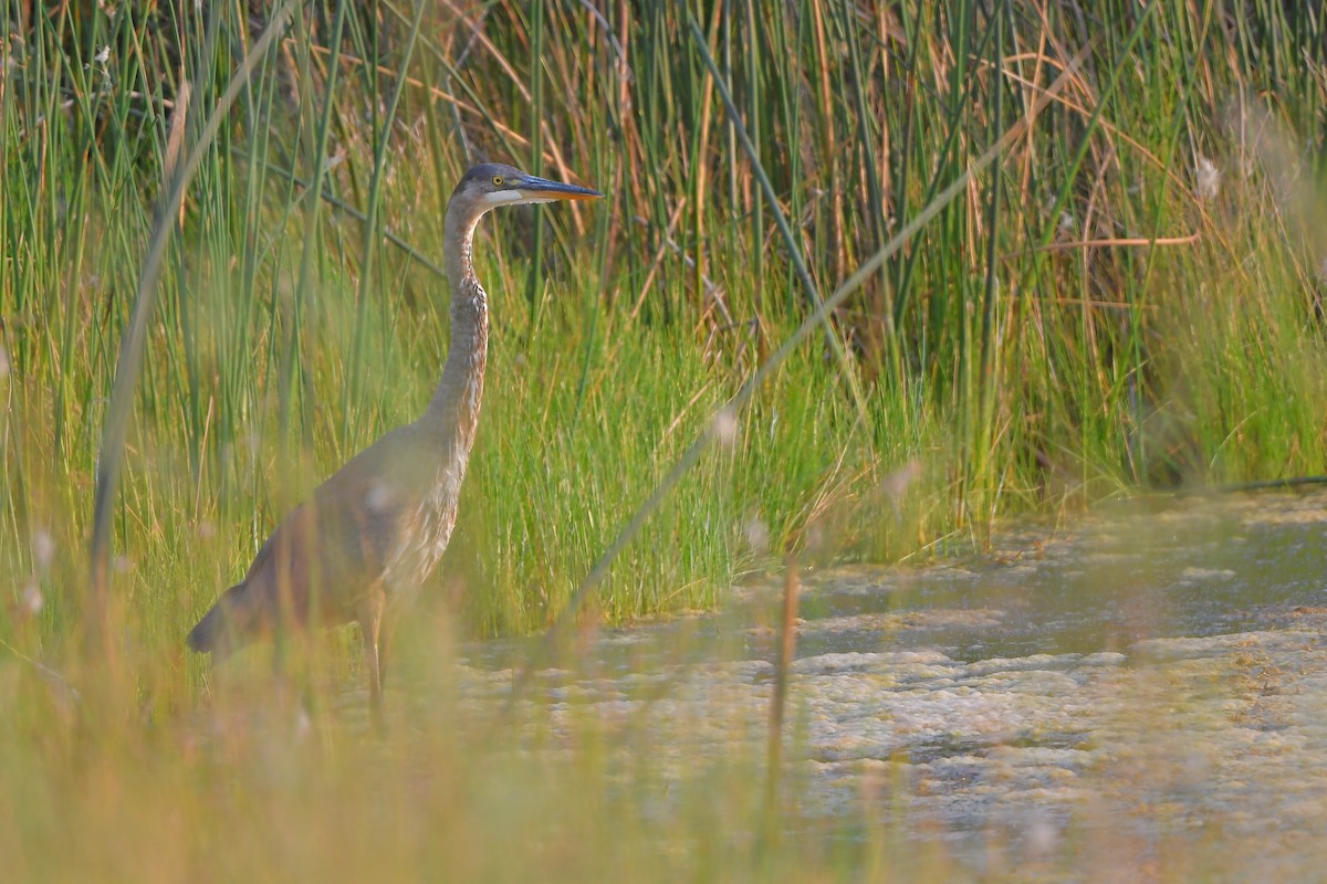 herodiashegre - ML646979691