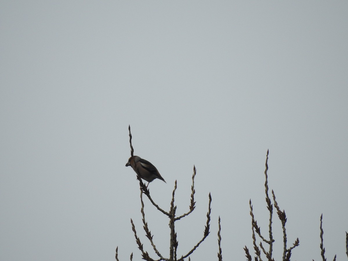 Frosone - ML646979692