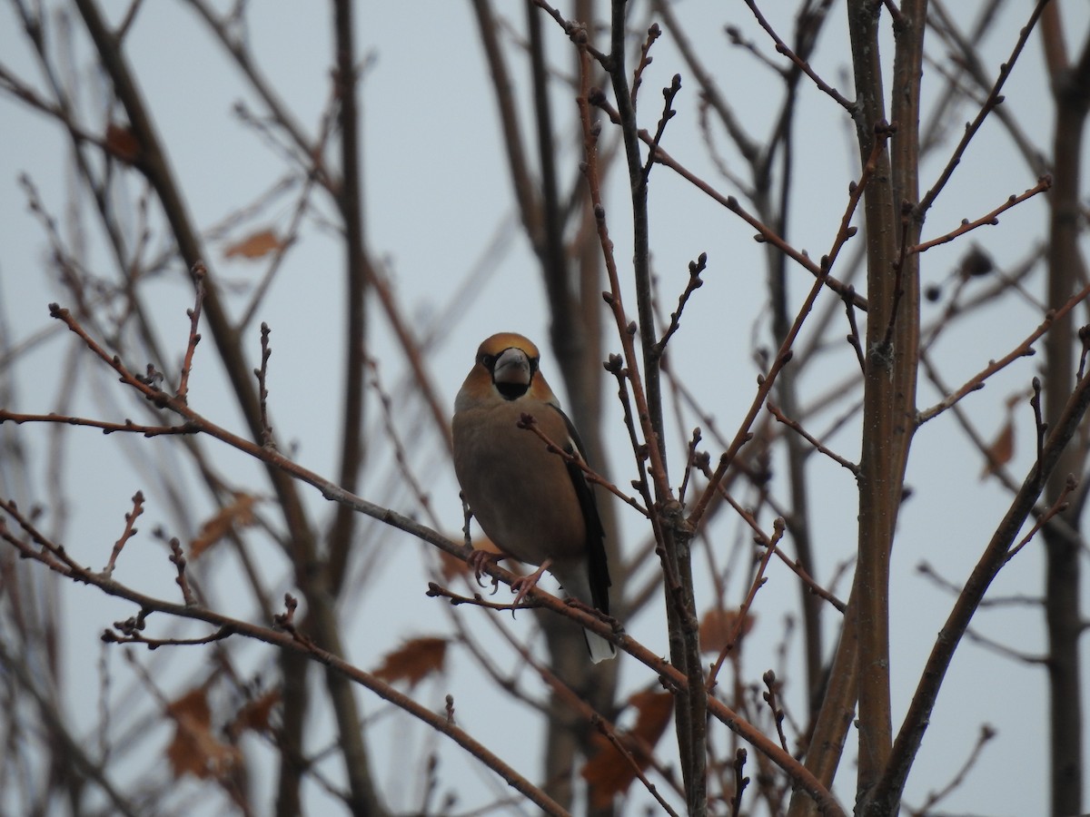 Frosone - ML646979693