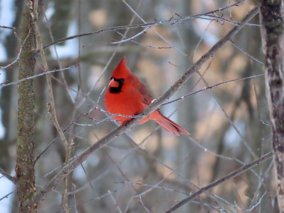 Northern Cardinal - ML646979695