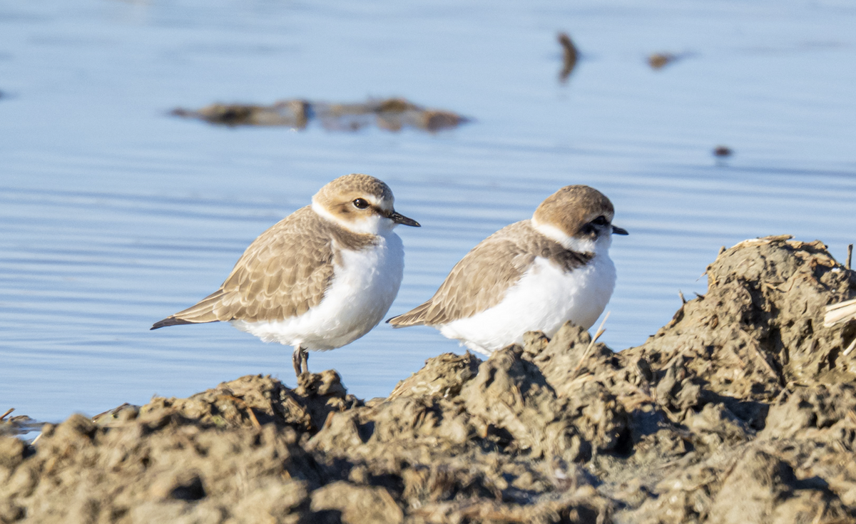 Fratino - ML646979697