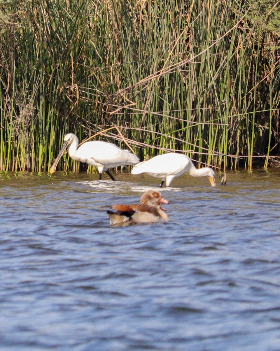 Spatola - ML646979698