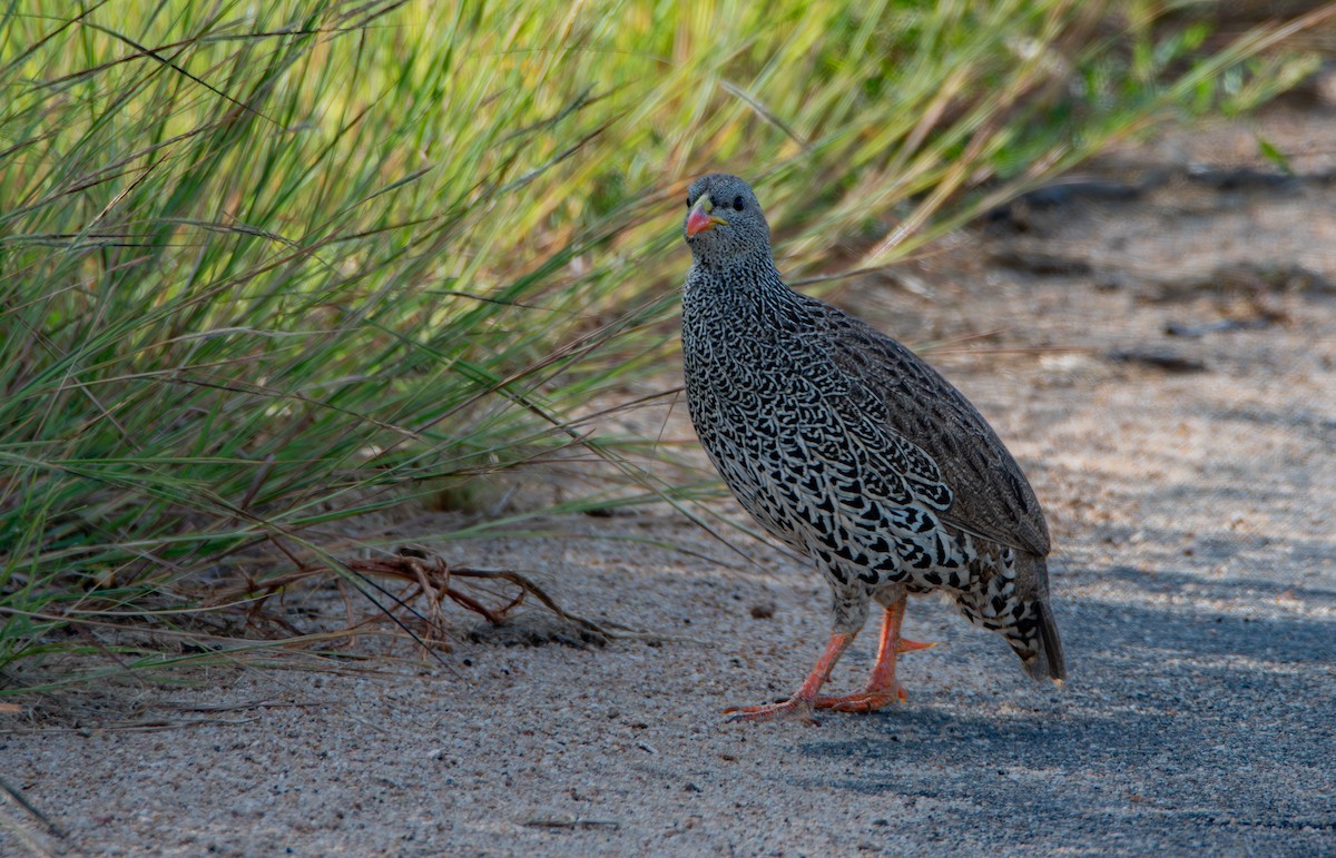 Natal Spurfowl - ML646979699