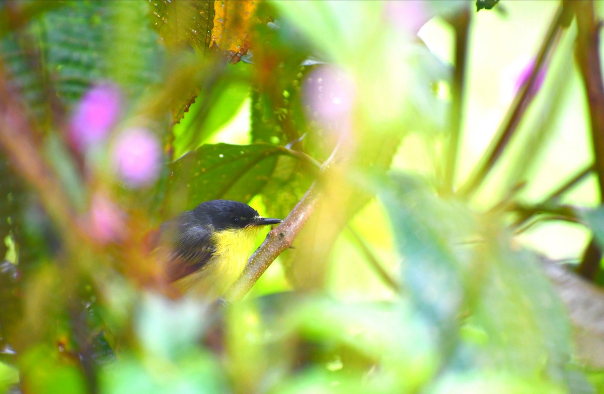 Common Tody-Flycatcher - ML646979701