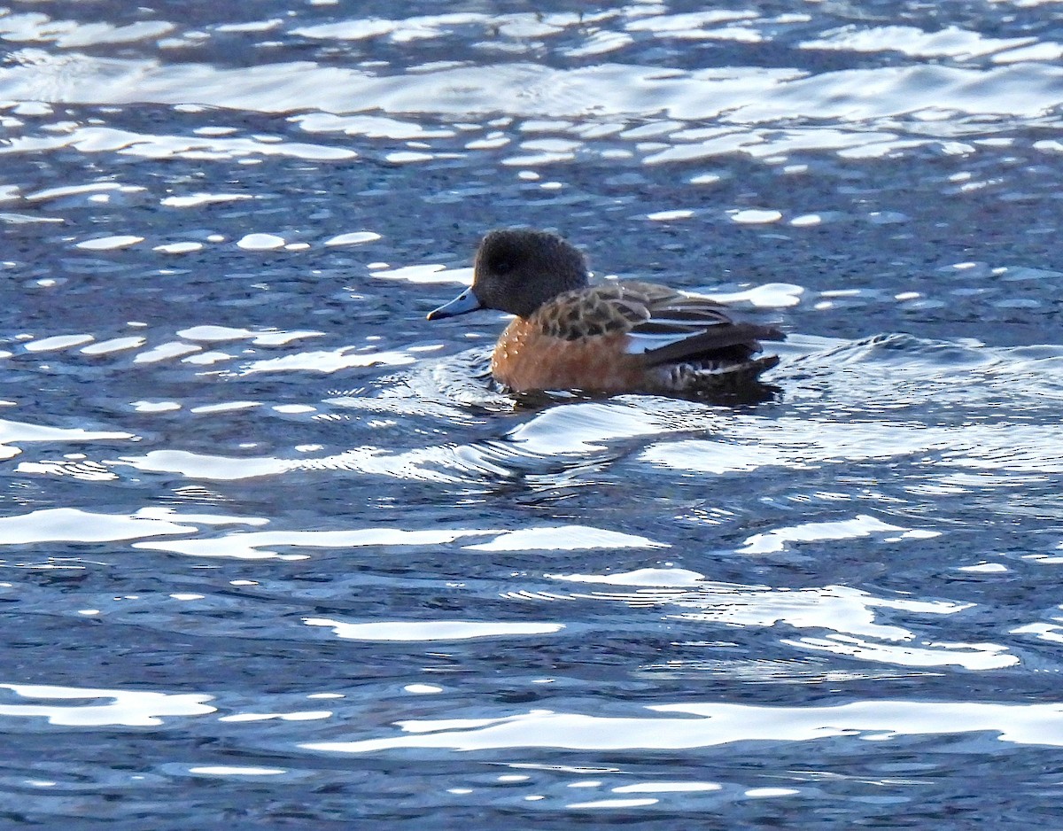 Fischione americano - ML646979704