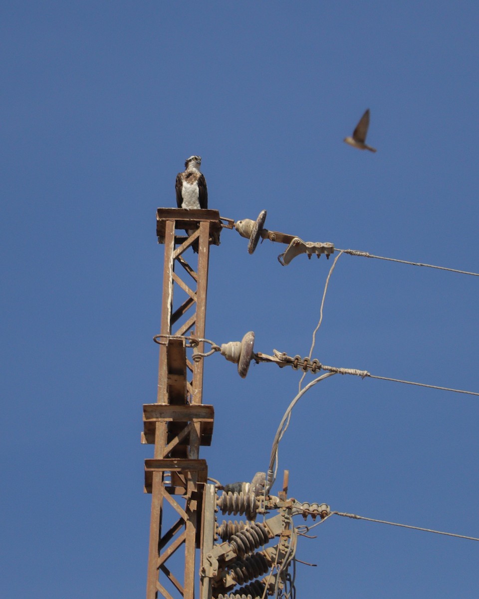 Falco pescatore - ML646979705